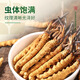 源江草冬虫夏草 新干虫草滋补品送父母长辈滋高端礼盒 3-4根/g 50克【商务礼盒】