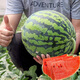 Dayu Lazy Man Watermelon Seed Seedlings Extra Large Suitable for Early Maturing Lazy People in the South 8424 Kirin Melon Meidu Seedless Fruits and Vegetables Kirin Watermelon Seedlings with Soil Seedlings 10