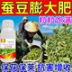 Special foliar fertilizer for broad beans to plump broad beans, keep flowers and pods straight and increase production, 100ml*5 bottles