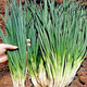 
Fenduoduo Xiaoxiang Dividing onion Four Seasons Spring Vegetables Authentic hollow onion seeds heat-resistant High-quality #tensive High-quality #strong fragrance Dividing onion seeds A9871 Fenduoduo 5 packs + fat