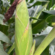 
Original Xinruipu 826 corn seeds drought resistance and stable yield rare value stick newly approved Wu Ziduo anti-root system 5500 capsules/bag