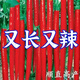 This year's new spicy long-line pepper seeds Erjingtiao 8819 line pepper seeds are planted in spring and autumn. About 100 carefully selected seeds 8819 line pepper seeds