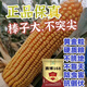 National-approved original red-shaft low-stem stable-yielding corn seeds wholesale, stable yield, drought-resistant, disease-resistant, lodging resistance, north and south, national-approved Saibo 168 4400 grains, one acre of quality, imported high-tech seed coating agent