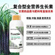 Special fertilizer for sugarcane, sugarcane Zhuangfengsu, lengthening, straightening, sweetening, foliar fertilizer, rooting, strong seedlings, rapid jointing, Australian brand 1500g*12 bottles