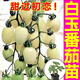 Yimi Zhu Shouguang White Jade Tomato Seedlings Millennium Cherry Tomato Cherry Persimmon Seeds White Fei White Pearl Black Rose with Soil Ball 5 Black Rose Tomato Seedlings + 1 Free + 1 Pack of Fertilizer