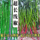 This year's new spicy long-line pepper seeds Erjingtiao 8819 line pepper seeds are planted in spring and autumn. About 100 carefully selected seeds 8819 line pepper seeds