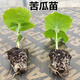 Miao Chongchong with soil, bitter melon seedlings, bitter melon with soil, evergreen bitter melon seedlings, green bitter melon seedlings, white bitter melon seedlings, Dutch emerald bitter melon seedlings, shipped with original soil, 5 seedlings get 1 free + shopkeeper