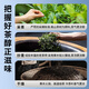Zhengshanding Oolong Tea Inheritance Phoenix Danzhu Song Crop Special 250g Medium Fire Gift Box Quality Tea Gift Gifts Premium Products