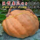 Giant pumpkin extra large pumpkin seeds sweet flour glutinous thick meat field vegetable garden spring and autumn vegetable seeds giant millstone large pumpkin seeds pink and glutinous new varieties about 50 pieces 5 packs easy to grow