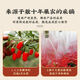 Gansu Jingyuan Wolfberry Bag Erste Stoppeln Wolfberry Authentisch Jingyuan Spezialfaktor Straight Hair Bulk in Wasser und Tee Tonic Gansu Jingyuan Wolfberry 500g