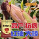 National-approved original red-shaft low-stem stable-yielding corn seeds wholesale, stable yield, drought-resistant, disease-resistant, lodging resistance, north and south, national-approved Saibo 168 4400 grains, one acre of quality, imported high-tech seed coating agent