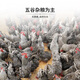 Saimo Fresh Wen Shang Luhua Chicken Free Raised Local Chicken Rooster Hens Now Kill Fresh Soup Stewed Soup Confinement Day Running Chef Gift Card Gift Card 698 Gift Card A Two Roosters, 3.5 Jin [Jin equals 0.5 kg]/
