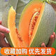 Crisp and sweet cantaloupe for all seasons Xinjiang reticulated cantaloupe spring, summer and autumn garden potted fruit new species cantaloupe seeds special offer 3 packs of about 155 seeds