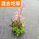 Fish tank aquatic plants, freshwater aquatic plants, fish farming, aquatic plants, lazy real aquatic plants, cold water aquatic plants, grass landscaping, pearl grass (5 cm)