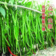This year's new spicy long-line pepper seeds Erjingtiao 8819 line pepper seeds are planted in spring and autumn. About 100 carefully selected seeds 8819 line pepper seeds