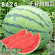 8424 Kirin seedless watermelon seeds extra large high yield giant sweet king southern small four seasons vegetable and fruit seeds 8424 Kirin melon 120 capsules