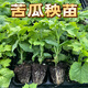 Miao Chongchong with soil, bitter melon seedlings, bitter melon with soil, evergreen bitter melon seedlings, green bitter melon seedlings, white bitter melon seedlings, Dutch emerald bitter melon seedlings, shipped with original soil, 5 seedlings get 1 free + shopkeeper