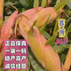 National-approved original red-shaft low-stem stable-yielding corn seeds wholesale, stable yield, drought-resistant, disease-resistant, lodging resistance, north and south, national-approved Saibo 168 4400 grains, one acre of quality, imported high-tech seed coating agent