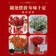 Blooming fruit, Australian wintersweet hydroponic fresh branches, real flowers, shipped with flowers, New Year flowers dried branches, fresh cut New Year's Eve flower pots in winter, A-grade red 60-80cm 8 branches + 2 New Year pendants + preservative