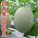 Crisp and sweet cantaloupe for all seasons Xinjiang reticulated cantaloupe spring, summer and autumn garden potted fruit new species cantaloupe seeds special offer 3 packs of about 155 seeds