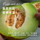 Long-cultivation Qiligan Xinjiang Laohan melon seeds super sweet Hami melon seeds are only suitable for northwest characteristic fruit species in spring and autumn. Qiligan seeds 10 grams (Xinjiang thick-skinned Laohan melon)