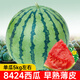 New varieties of Beishu Kirin watermelon seeds, Lazy Man, Southern Meidu watermelon seeds, Zaojia 8424 watermelon seeds, 30 capsules/bag
