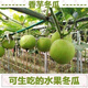【1278人收藏】香芋小冬瓜种子芋头香味白粉皮可食用新鲜冬瓜四季 新品：【-10粒】- 香芋小冬瓜种子(本季新种)