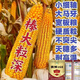 National-approved original red-shaft low-stem stable-yielding corn seeds wholesale, stable yield, drought-resistant, disease-resistant, lodging resistance, north and south, national-approved Saibo 168 4400 grains, one acre of quality, imported high-tech seed coating agent