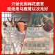 鲜梅花鹿茸 整枝可切片 2024新割头茬含血二杠 泡酒煲汤炖菜均可 【优质鲜鹿茸695克一支】