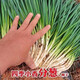 
Fenduoduo Xiaoxiang Dividing onion Four Seasons Spring Vegetables Authentic hollow onion seeds heat-resistant High-quality #tensive High-quality #strong fragrance Dividing onion seeds A9871 Fenduoduo 5 packs + fat