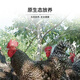 Saimo Fresh Wen Shang Luhua Chicken Free Raised Local Chicken Rooster Hens Now Kill Fresh Soup Stewed Soup Confinement Day Running Chef Gift Card Gift Card 698 Gift Card A Two Roosters, 3.5 Jin [Jin equals 0.5 kg]/