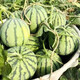 Chunzhiyun Meidu Watermelon Seeds with Thin Skin, Resistant to Cracks, Less Seeds, Super Sweet and Crisp 8424 Round Watermelon Meidu Watermelon Seeds Red Letter Meidu 400 capsules