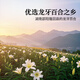 同仁堂品牌 北京同仁堂百合干200g食用干货百合片银耳莲子桂圆枸杞羹