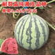 Chunzhiyun Meidu Watermelon Seeds with Thin Skin, Resistant to Cracks, Less Seeds, Super Sweet and Crisp 8424 Round Watermelon Meidu Watermelon Seeds Red Letter Meidu 400 capsules