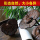 Fat Donglai's same style wild Ganoderma lucidum, pure natural purple Ganoderma lucidum, wild L-grown deep mountain natural non-bitter pruned branch with spore powder 500g whole Ganoderma lucidum 20-30 pcs