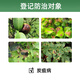 Guoguang Huixiu 32.5% azoxystrobin anthracnose special medicine for vegetables, fruit trees and flowers pesticide fungicide 100g
