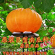 Giant pumpkin extra large pumpkin seeds sweet flour glutinous thick meat field vegetable garden spring and autumn vegetable seeds giant millstone large pumpkin seeds pink and glutinous new varieties about 50 pieces 5 packs easy to grow