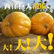 Giant pumpkin extra large pumpkin seeds sweet flour glutinous thick meat field vegetable garden spring and autumn vegetable seeds giant millstone large pumpkin seeds pink and glutinous new varieties about 50 pieces 5 packs easy to grow