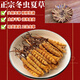 Аутентичные Cordyceps Sinensis Первый период выбрали питательные сухие товары Два грамма подарочных коробки для подарков и питательных тоников Cordyceps, подлинные Cordyceps sinensis в тибетских районах, 50 грамм