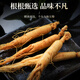 1 Frisch Ginseng in Banshan Agricultural etwa 40 Gramm. Die Spezialität des Nordostchina Changbaumsan Ginseng. Medizinische Materialien und Älteste Tonic Nutritional Products.