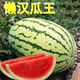 Chihui 8424 Kirin watermelon seedless seedless southern four-season high-yield large-fruit lazy Han Meidu thin-skinned watermelon seeds collection seedless black crown watermelon seeds 30 pieces