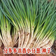 
Fenduoduo Xiaoxiang Dividing onion Four Seasons Spring Vegetables Authentic hollow onion seeds heat-resistant High-quality #tensive High-quality #strong fragrance Dividing onion seeds A9871 Fenduoduo 5 packs + fat