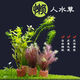 Fish tank aquatic plants, freshwater aquatic plants, fish farming, aquatic plants, lazy real aquatic plants, cold water aquatic plants, grass landscaping, pearl grass (5 cm)