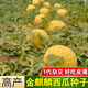Chihui 8424 Kirin watermelon seedless seedless southern four-season high-yield large-fruit lazy Han Meidu thin-skinned watermelon seeds collection seedless black crown watermelon seeds 30 pieces