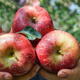 Jingxiansheng Yunnan Zhaotong Chou Apple, net weight 9Jin Jin is equal to 0.5kg, single fruit starting from 130g, fresh fruit