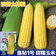 Kennian No. 1 waxy corn seeds, yellow waxy corn seeds, Northeastern farmers' sticky corn seeds, yellow sticky corn old varieties, Kennian No. 1 200g