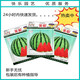 Chunzhiyun Meidu Watermelon Seeds with Thin Skin, Resistant to Cracks, Less Seeds, Super Sweet and Crisp 8424 Round Watermelon Meidu Watermelon Seeds Red Letter Meidu 400 capsules
