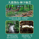 Jibaichuan Yangshenzhi Bio-Bruch Wand Ganoderma lucidum spore pulver oc