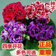 Double-flowered Gloxinia hibiscus flower seeds, easy to sow flowers in all seasons, indoor balcony potted flower seeds, mixed color pack (courtyard flower sea) Gloxinia-1 pack (about 100 grains)