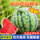 Chihui 8424 Kirin watermelon seedless seedless southern four-season high-yield large-fruit lazy Han Meidu thin-skinned watermelon seeds collection seedless black crown watermelon seeds 30 pieces